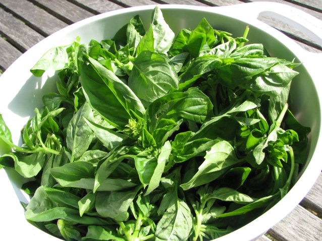 The Power of Basil