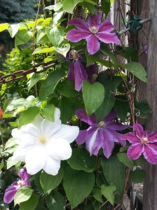 CLEMATIS BUSH
