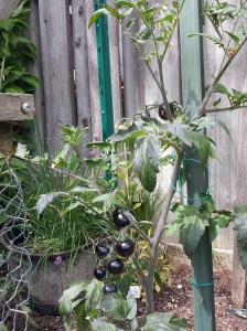 INDIGO ROSE TOMATOES