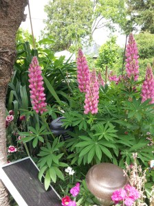 MY GRANDMAS GARDEN IN JUNE 2015