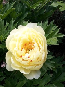 YELLOW PEONIES